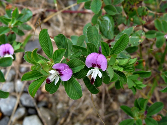 {Kummerowia stipulacea}